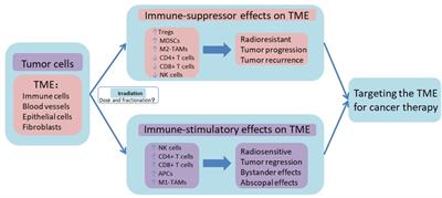 Advances in Hypofractionated Irradiation-Induced Immunosuppression of Tumor Microenvironment